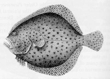 The noble turbot